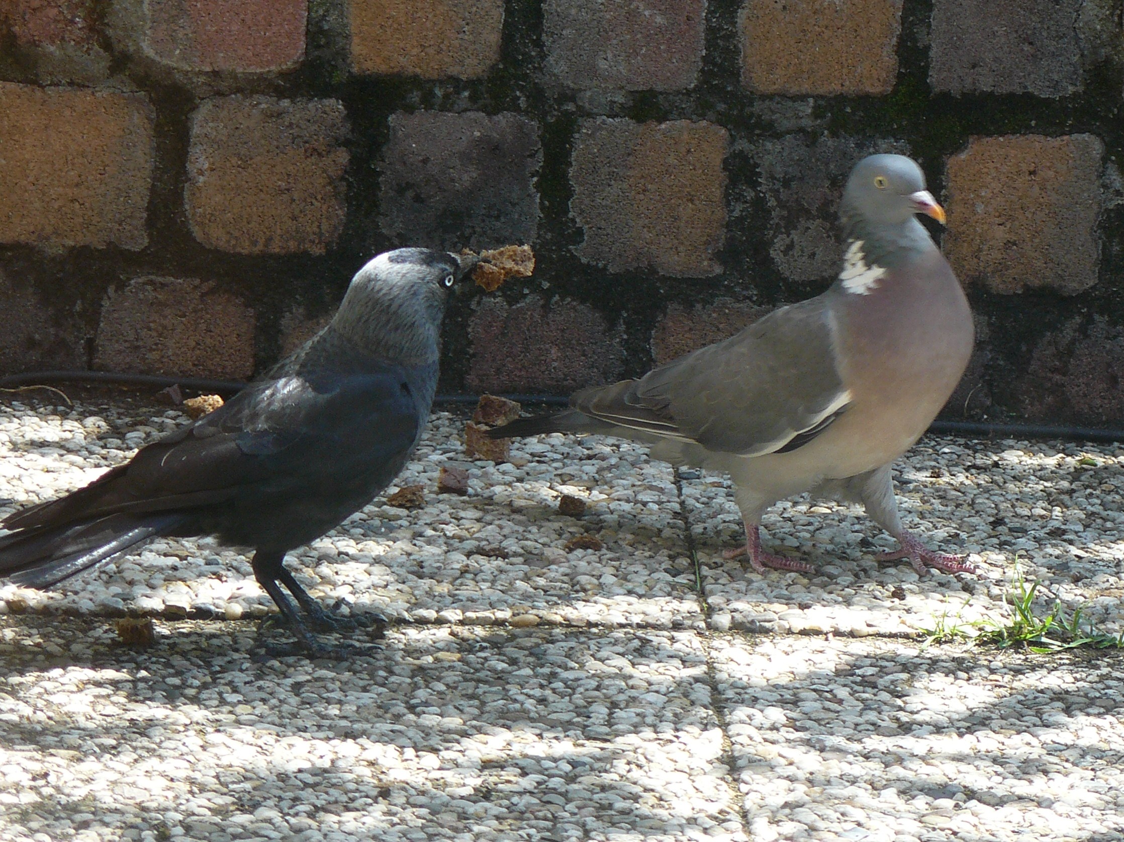 tuinvogels samen op zoek......
