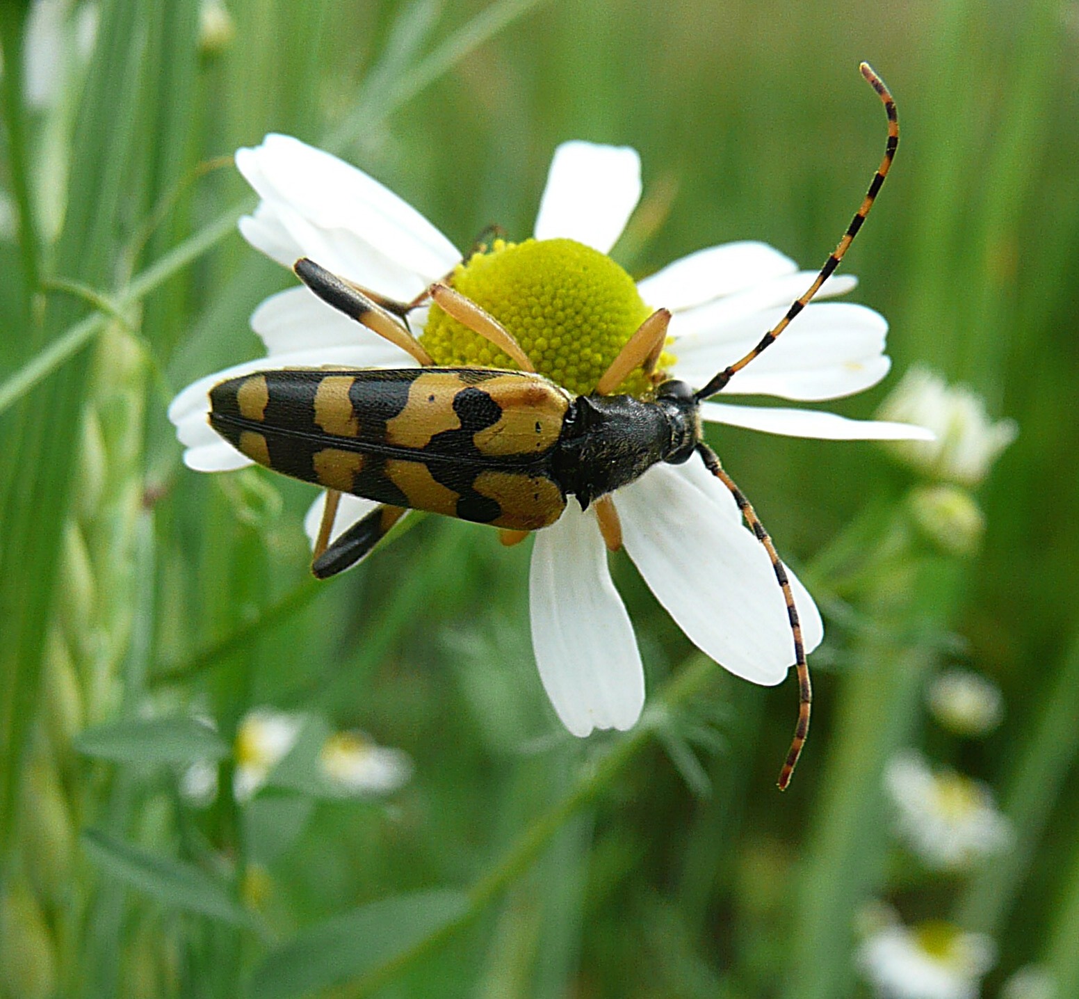 Gevlekte smalbok op kamille