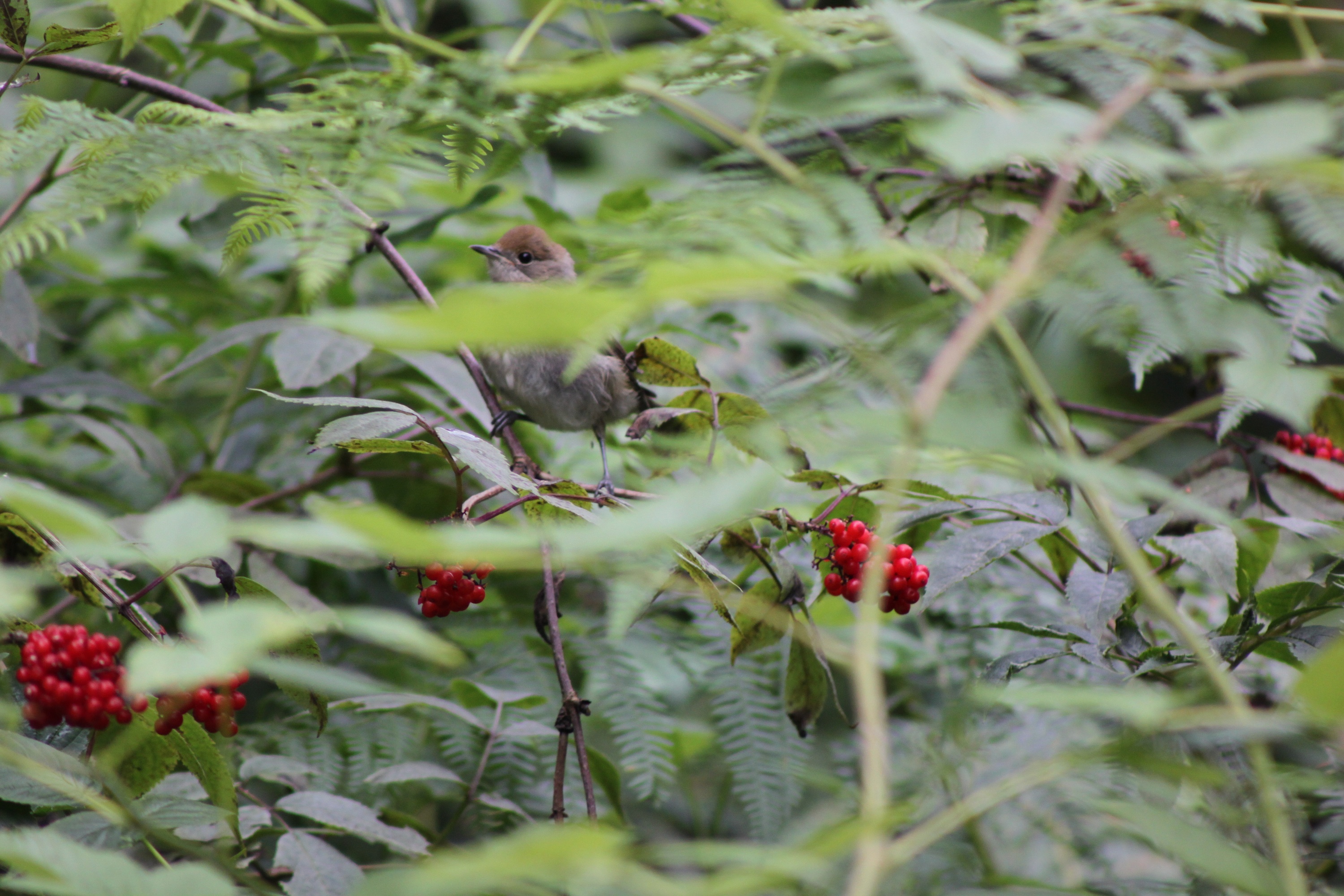 Zwartkop juv. foto 2
