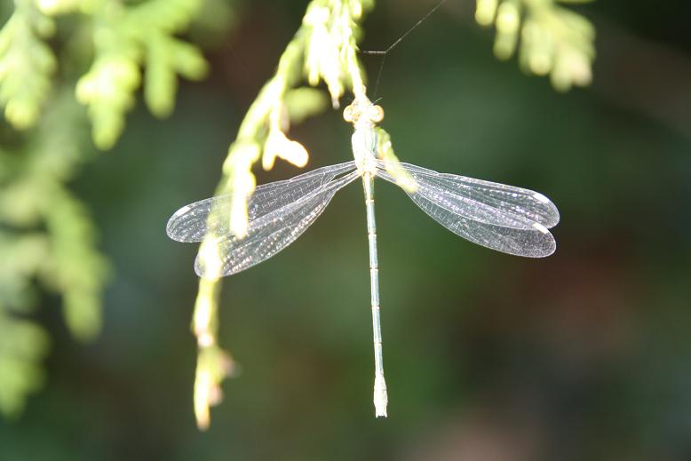 libelle