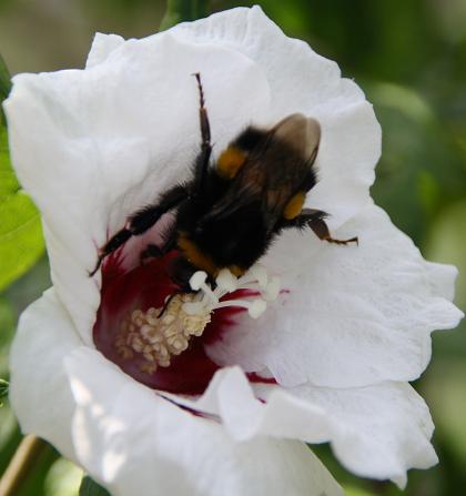 hommel op bloem