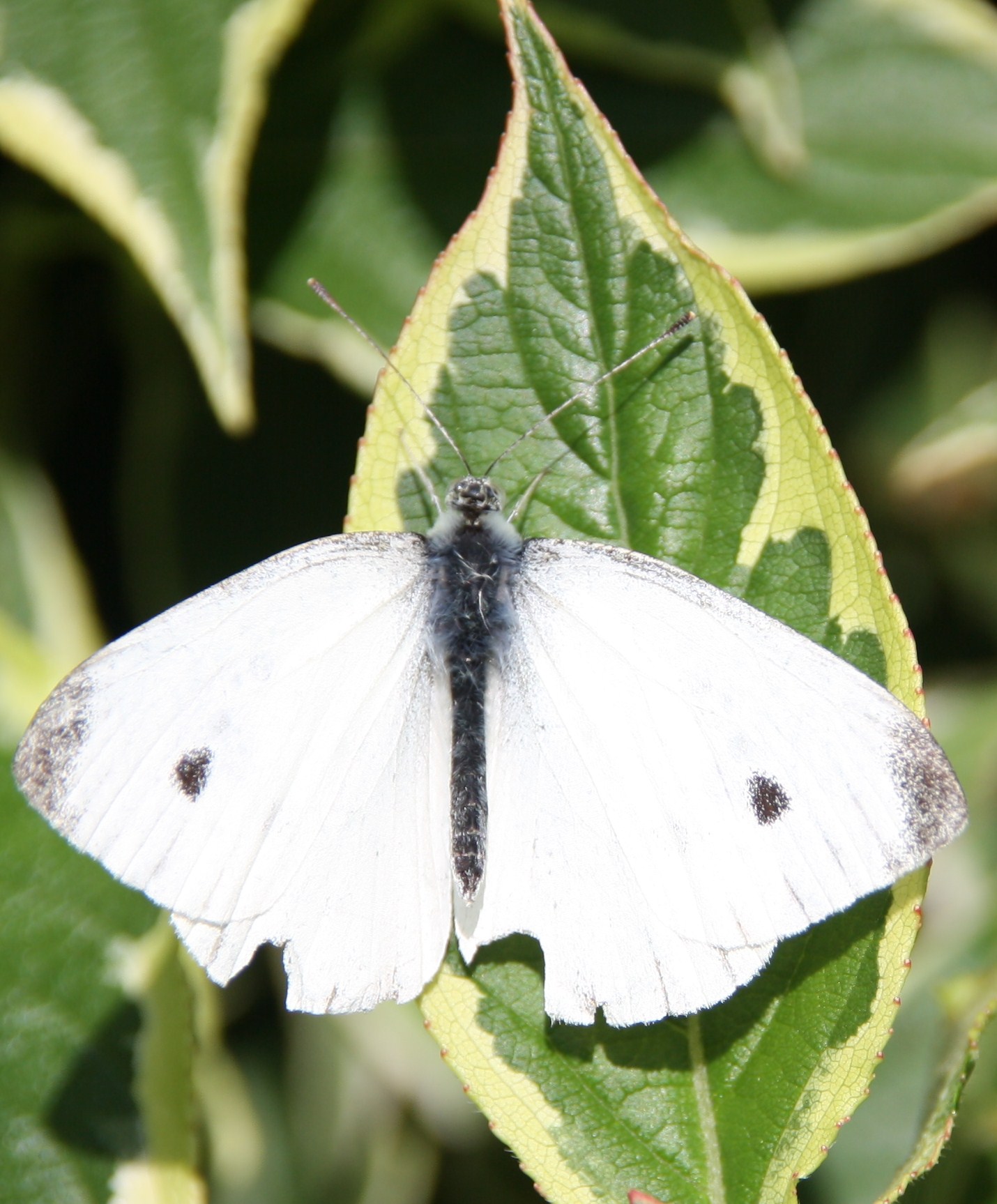 witje