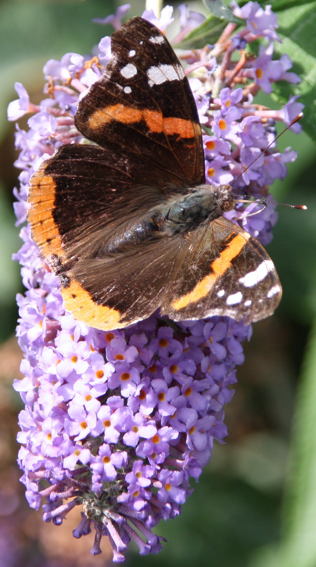 Vanessa atalanta