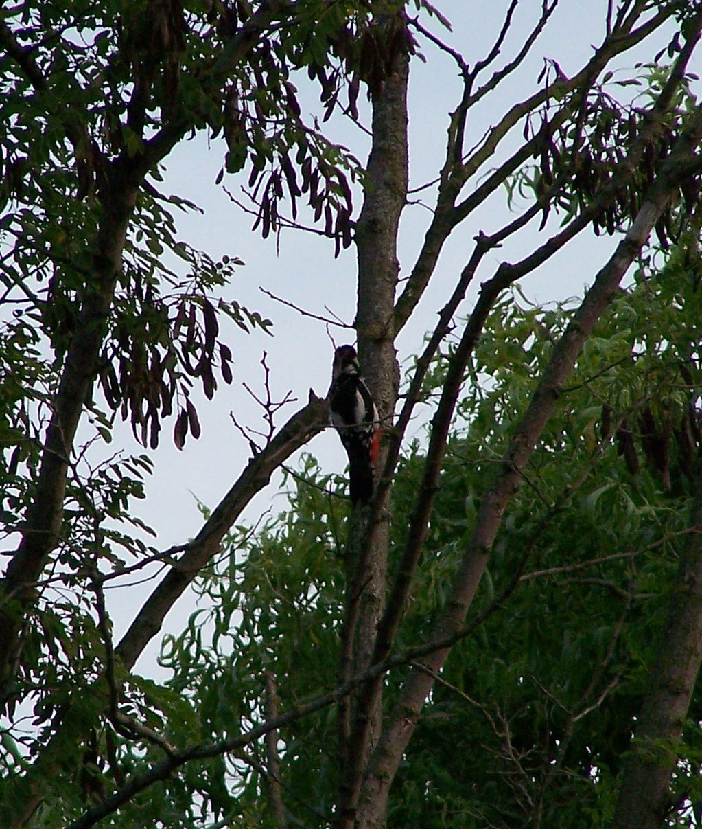 Spechten in een woonwijk 2