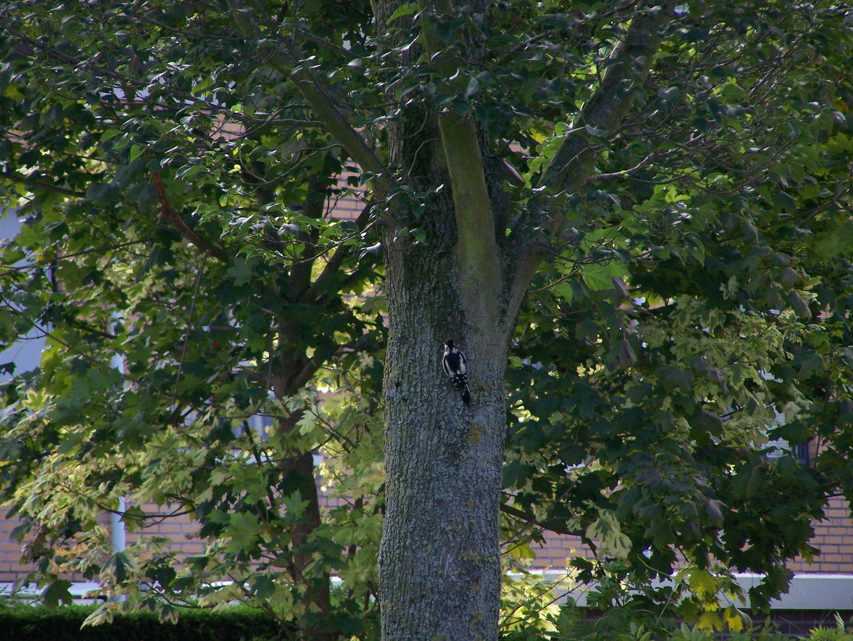 Spechten in een woonwijk 5