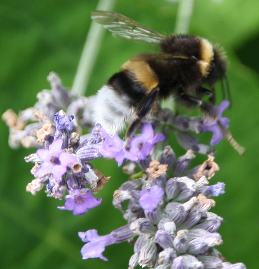 hommel op bloem