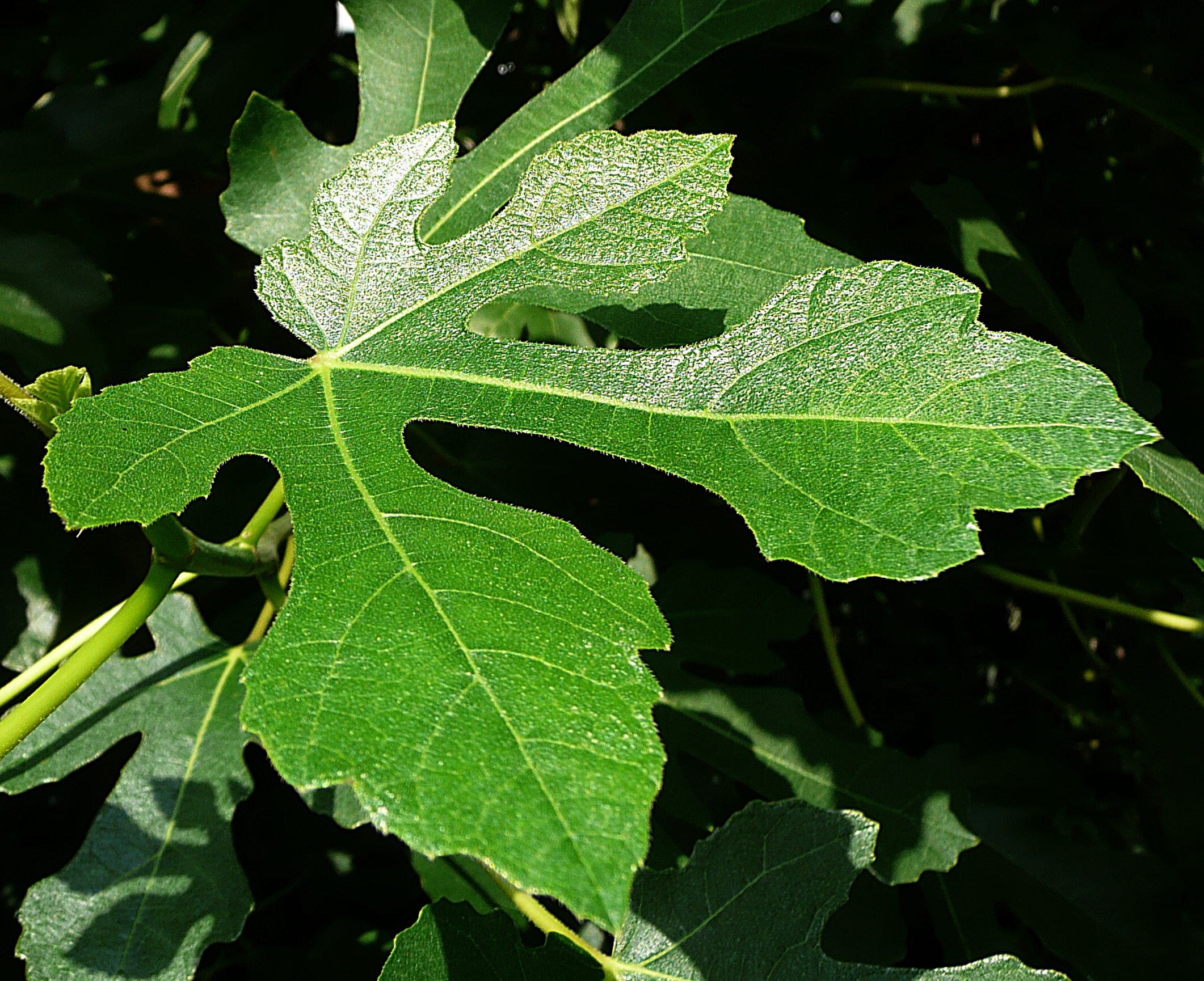 Blad van de vijgenboom