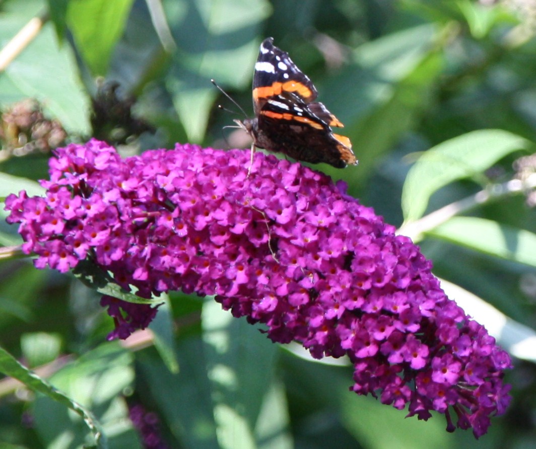 Vanessa atalanta