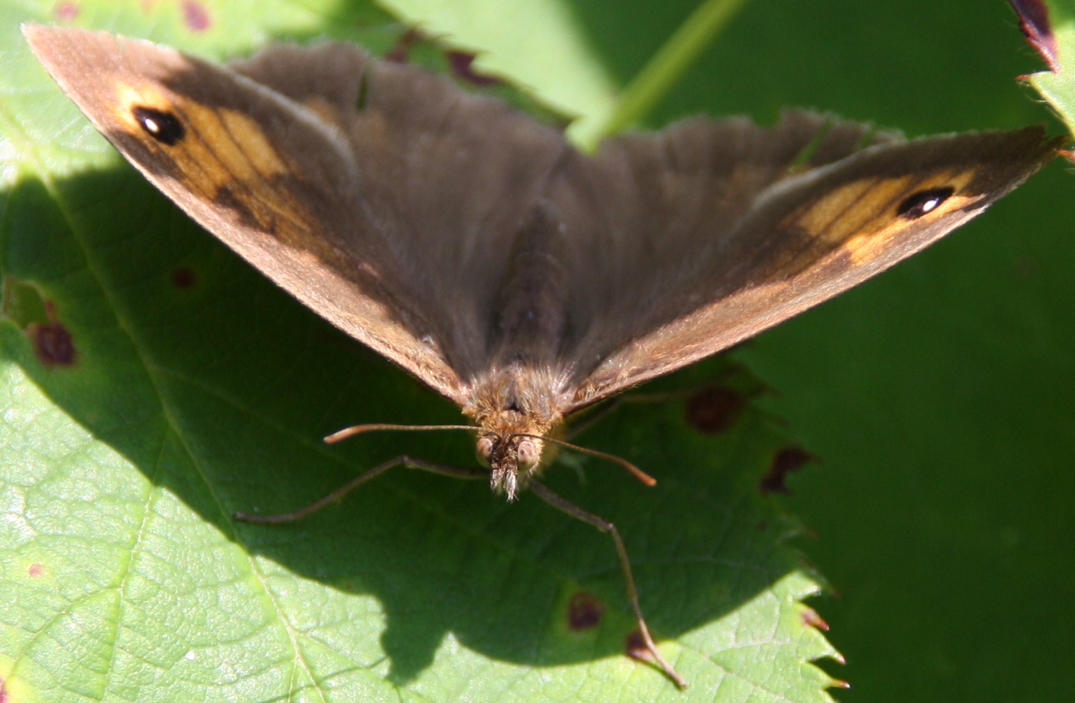vlinder