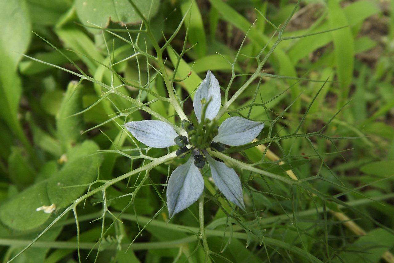 bloem gevangen in eigen "web"