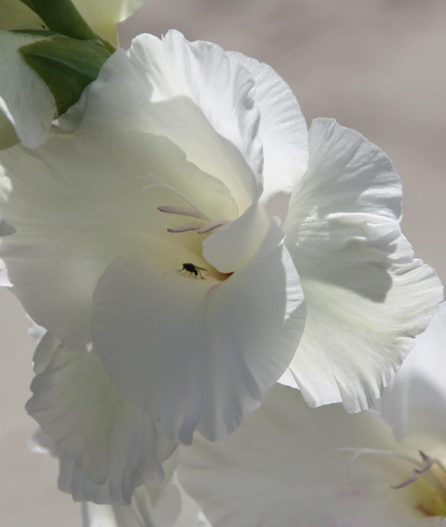 witte gladiool