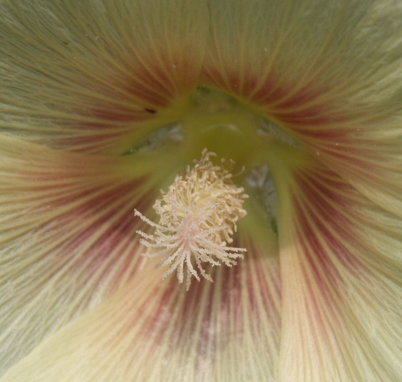bloem