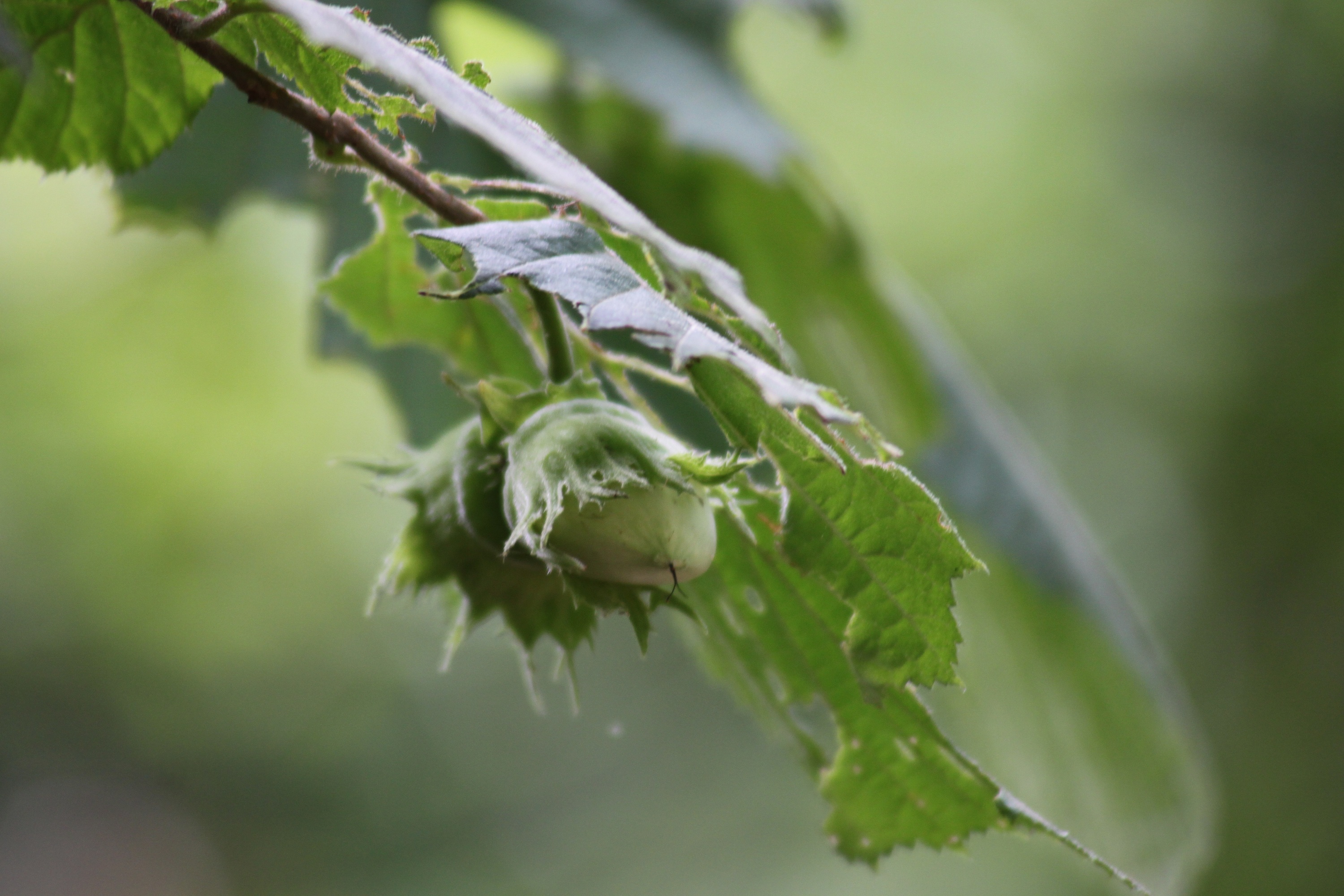 Tongetje uit knopje?