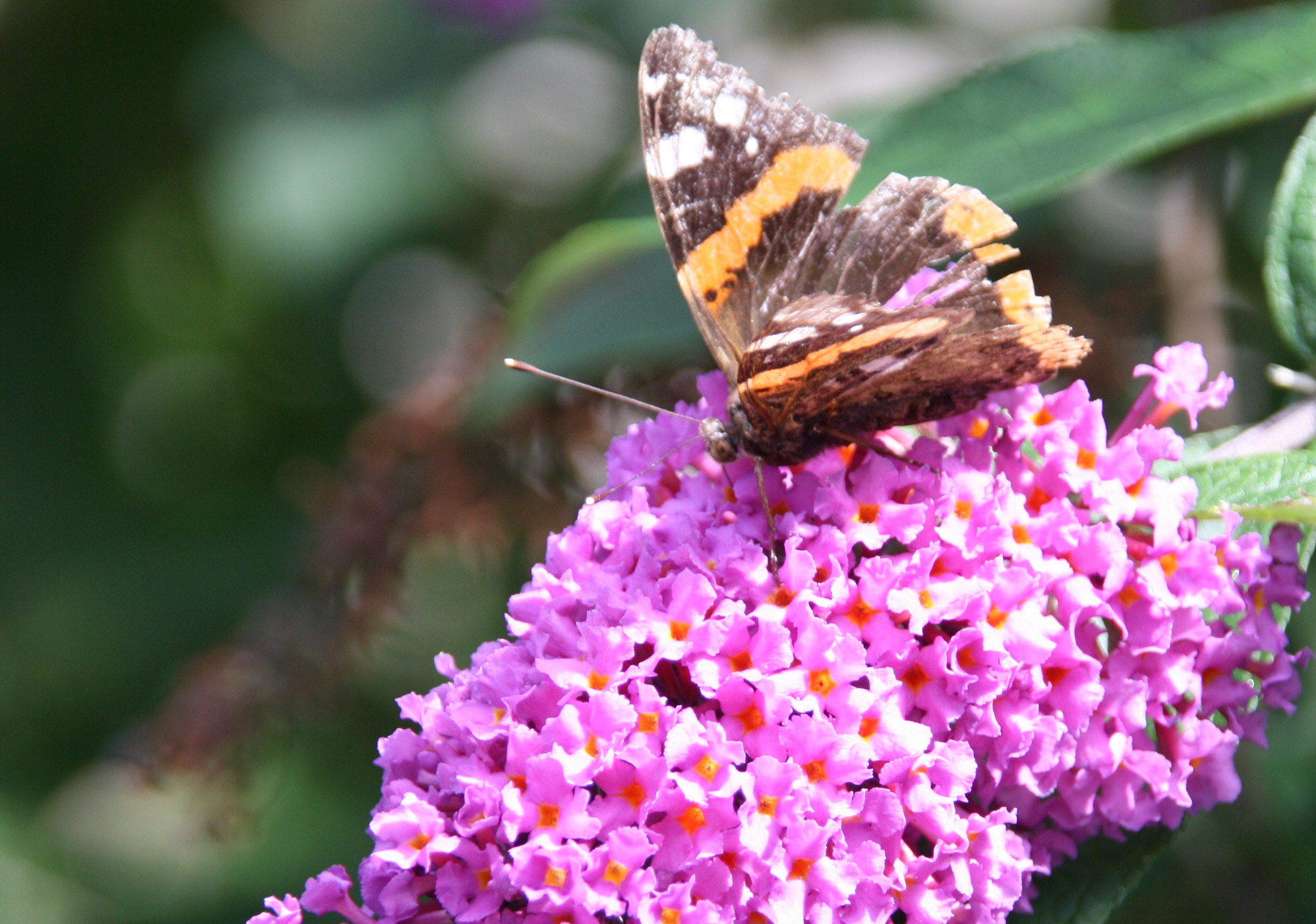 Vanessa atalanta