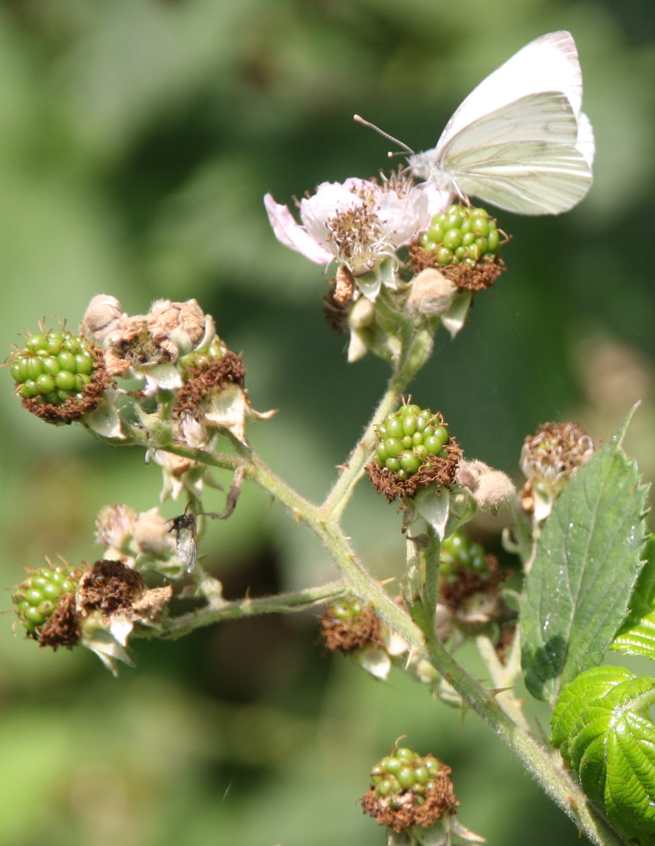 witte vlinder