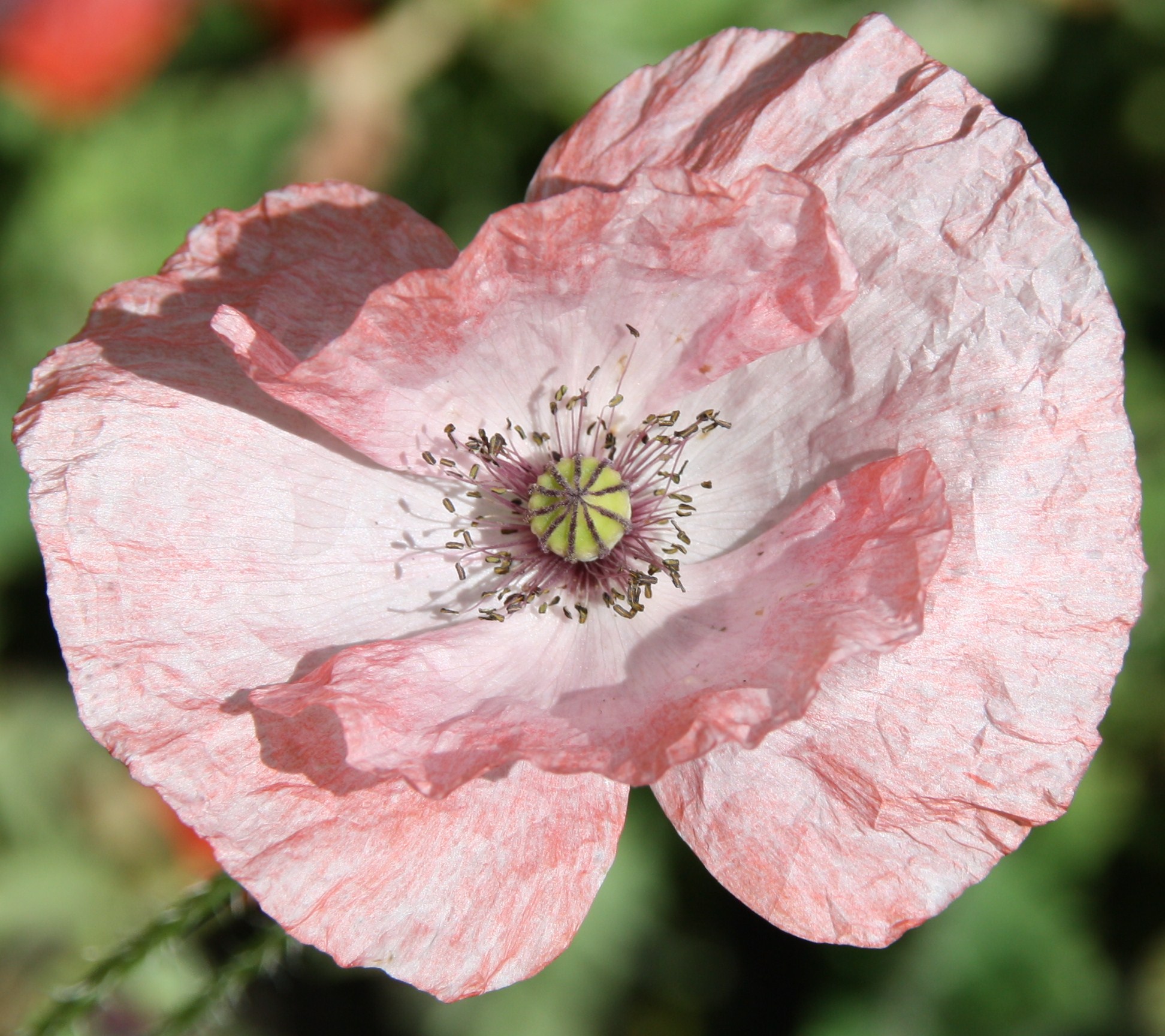 roze klaproos