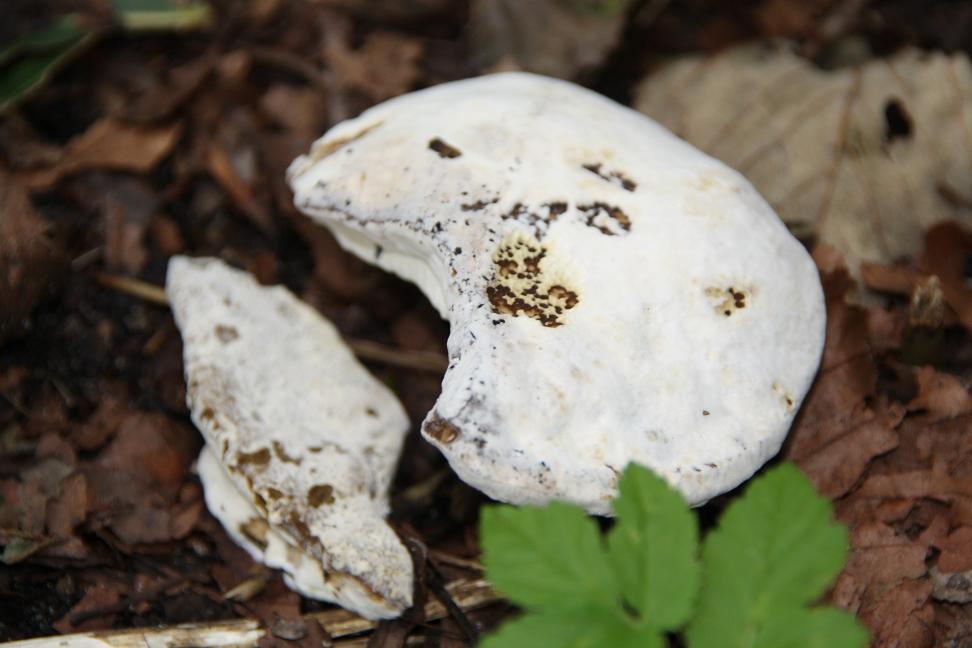 witte paddestoel