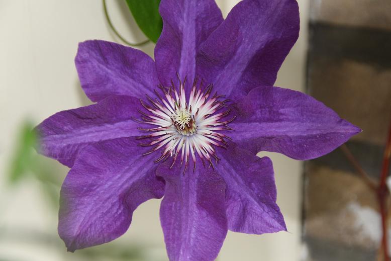 Passiebloem