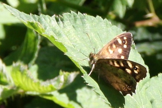vlinder
