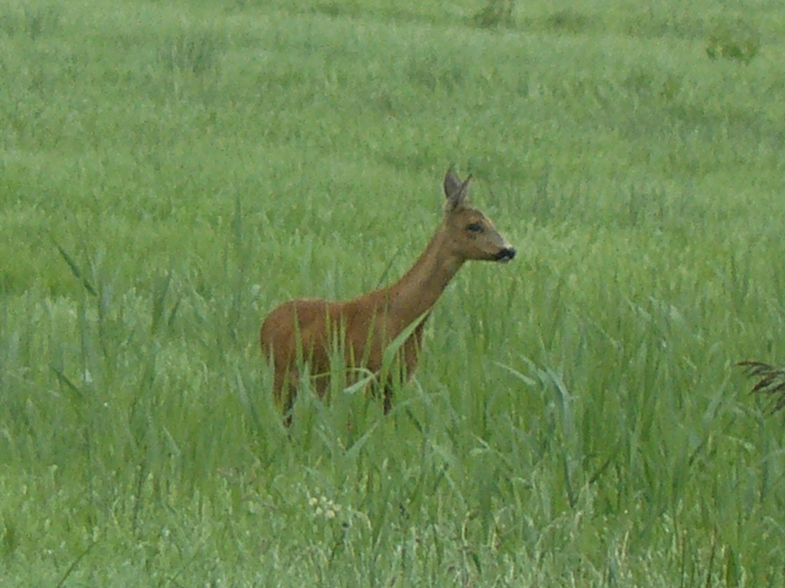 sssssttt, hoor of zie ik bedreiging?