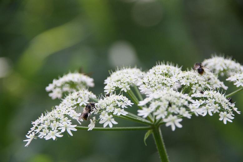 bloem met vliegen