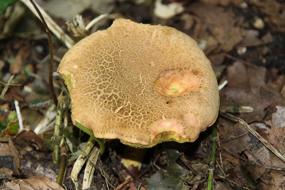 Paddestoel