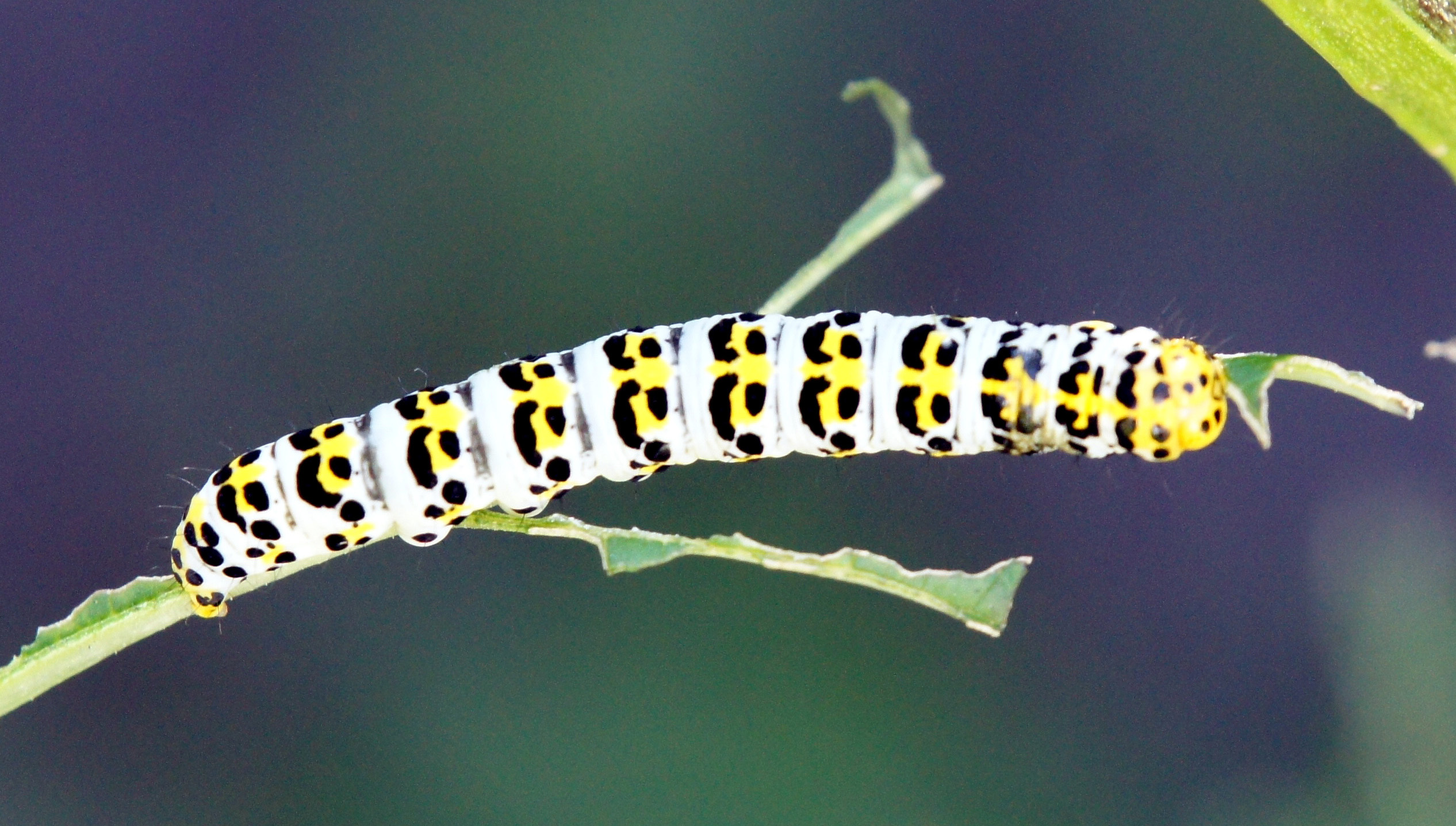 helmkruidvlinder rups