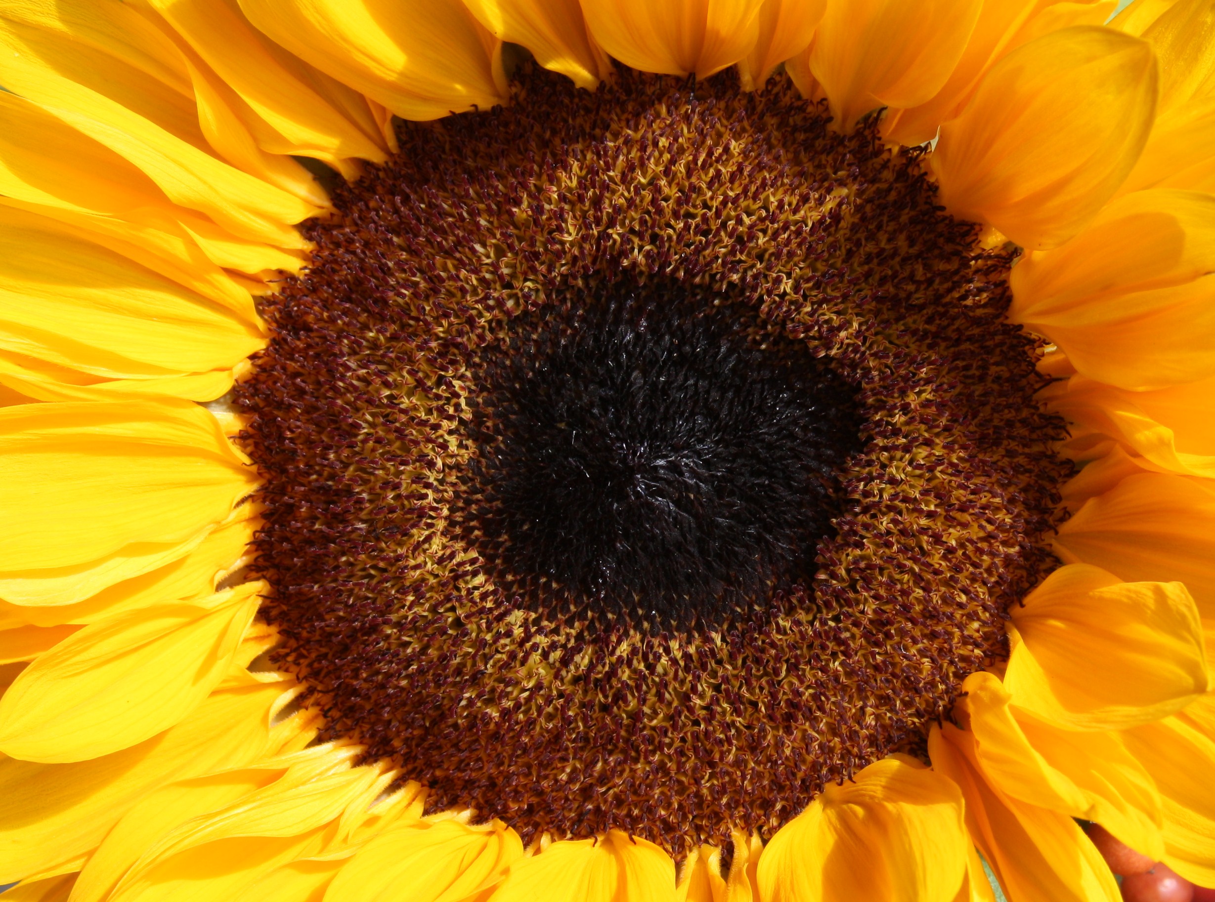 Zonnebloem