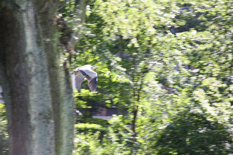 Reiger