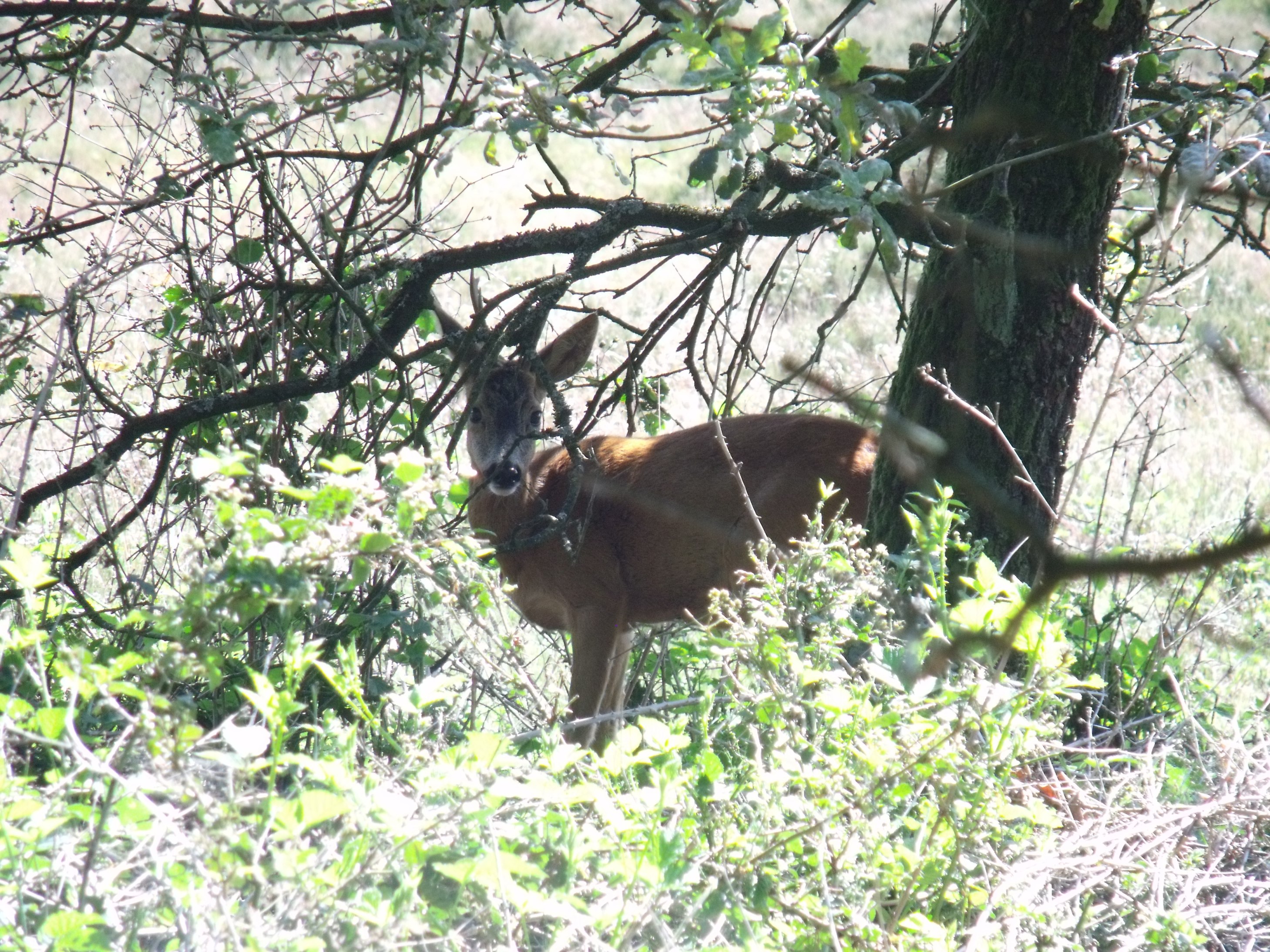 Reebokje onder een boom