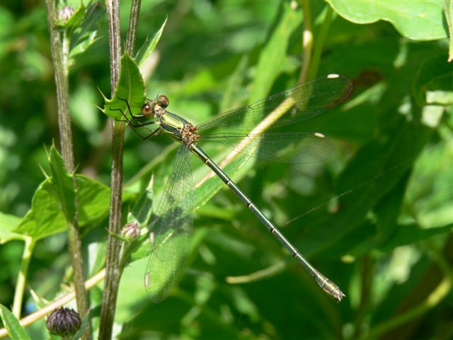 Close-up  Waterjuffer