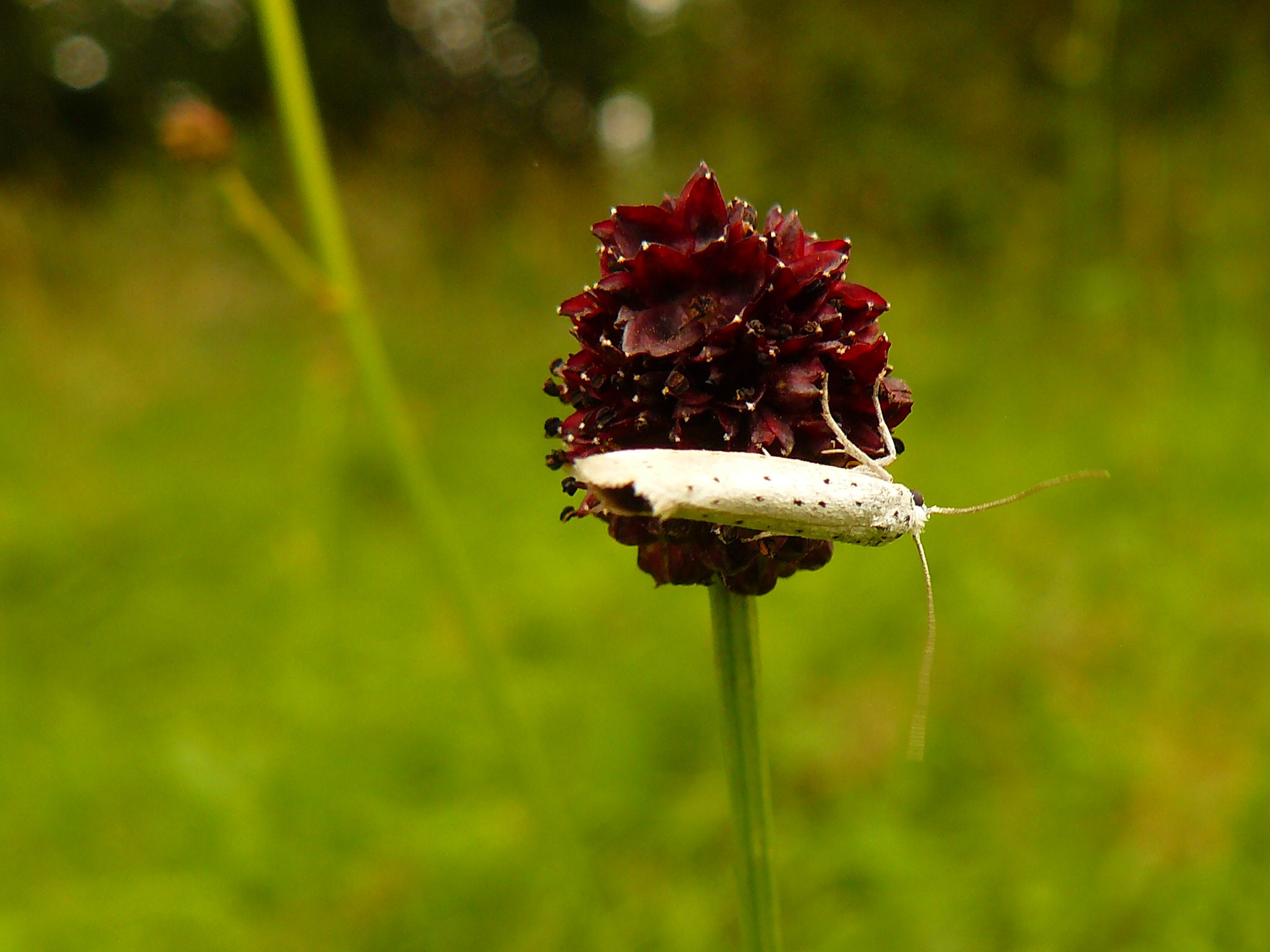 witte tijger op pimpernel