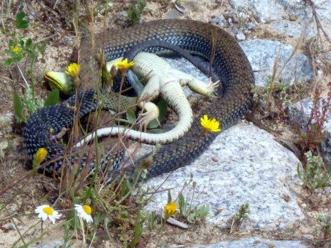 In de aap gelogeerd 2.