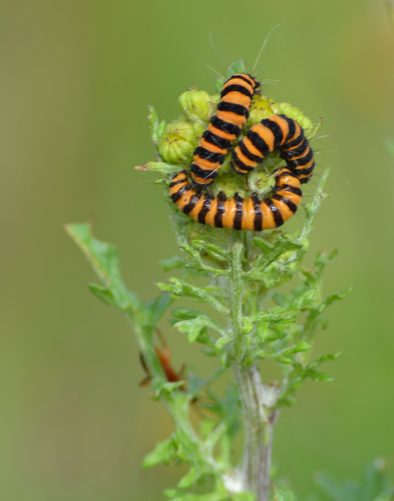 Sint Jacobsvlinder rups