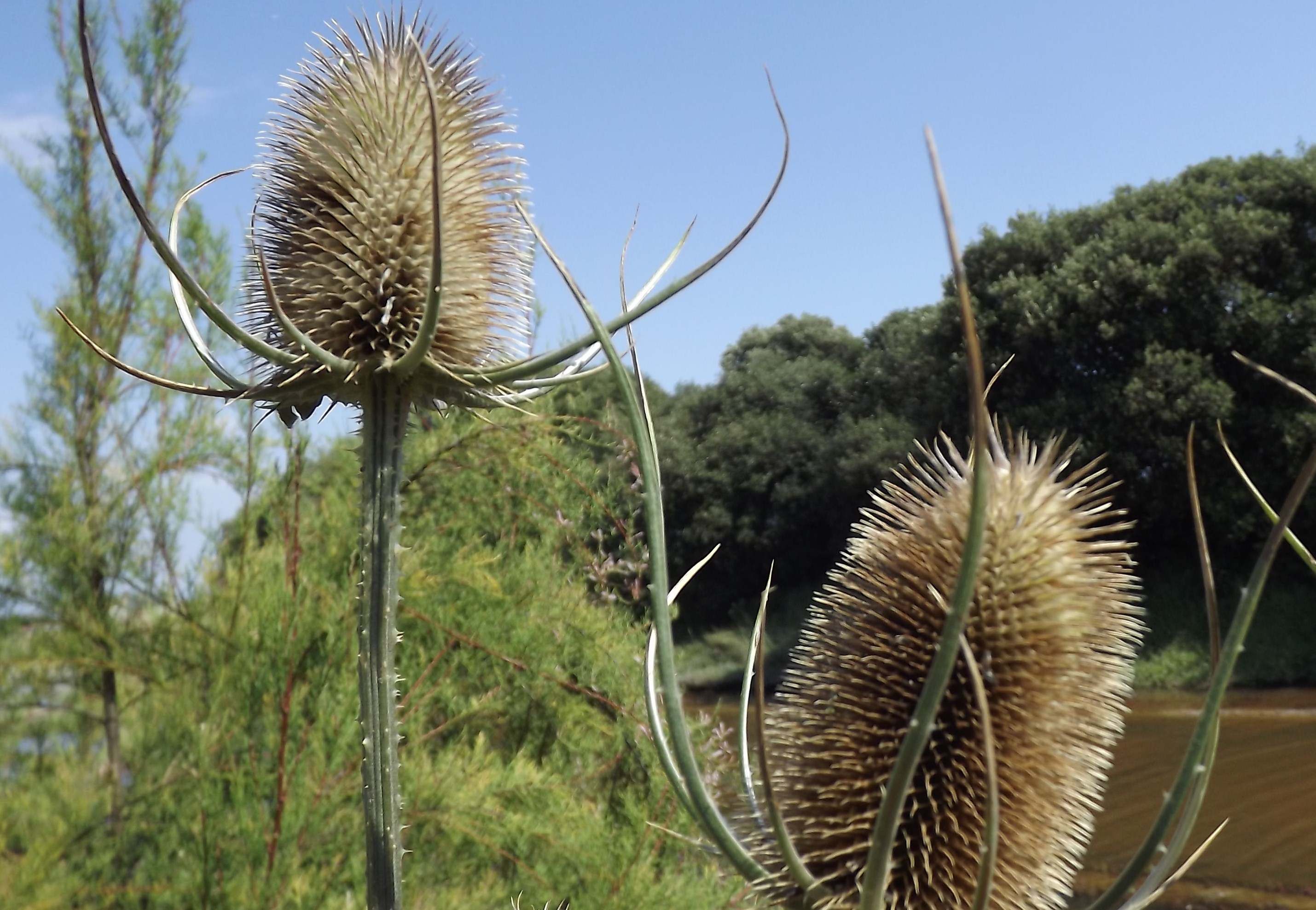 uitgebloeide distels