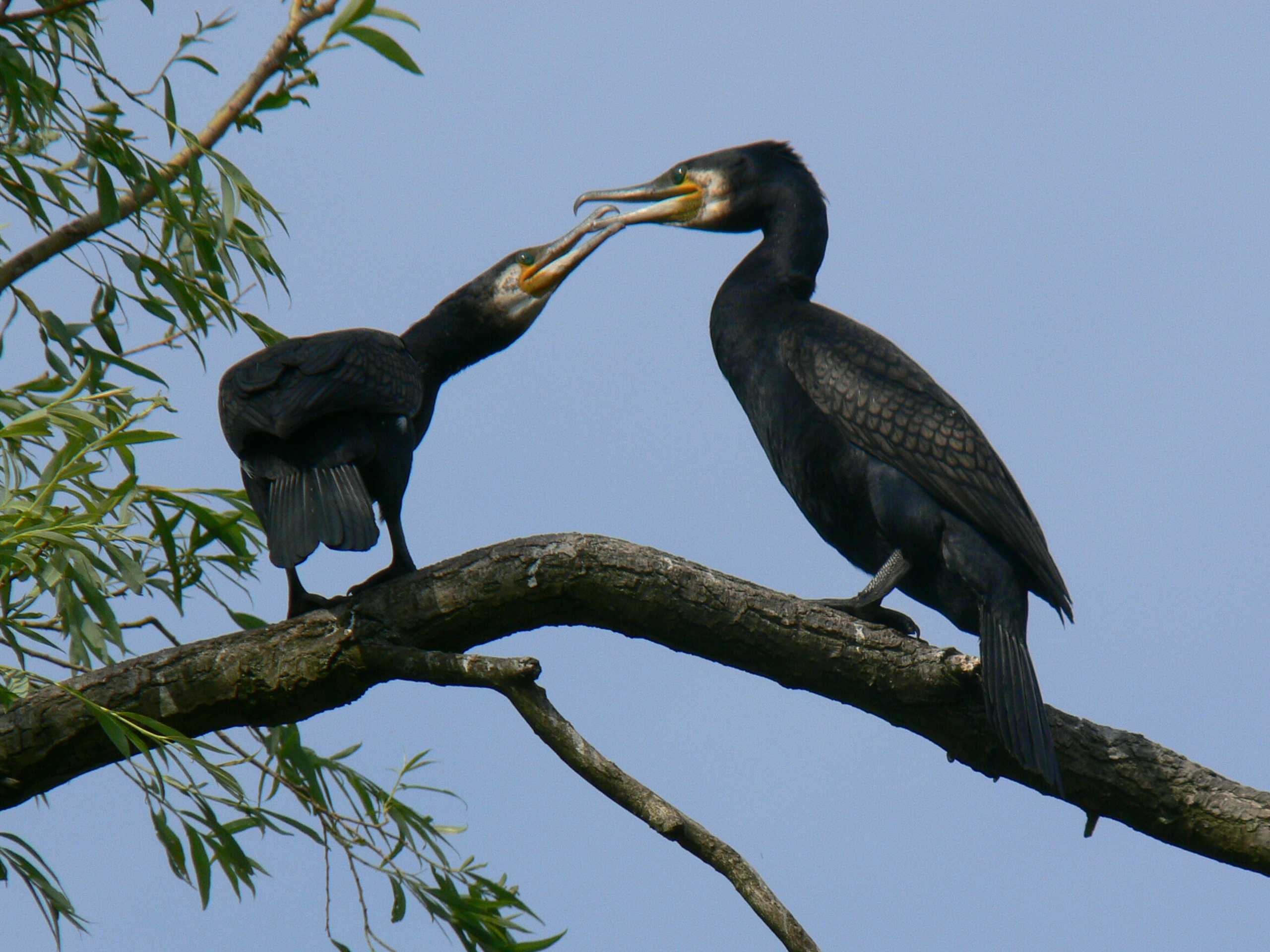 Oh, wat ben jij lief!!!