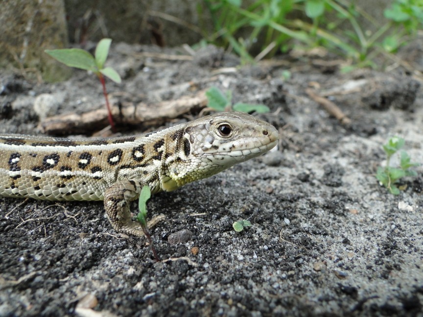 Vrouwtje Duinhagedis 