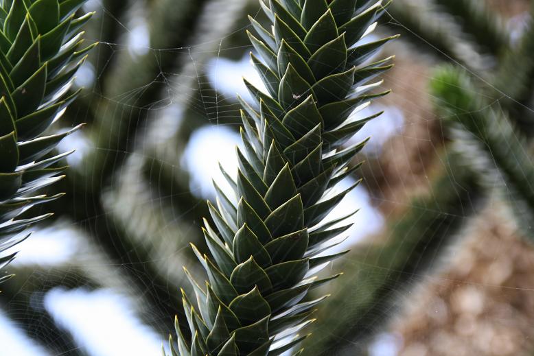 spinneweb