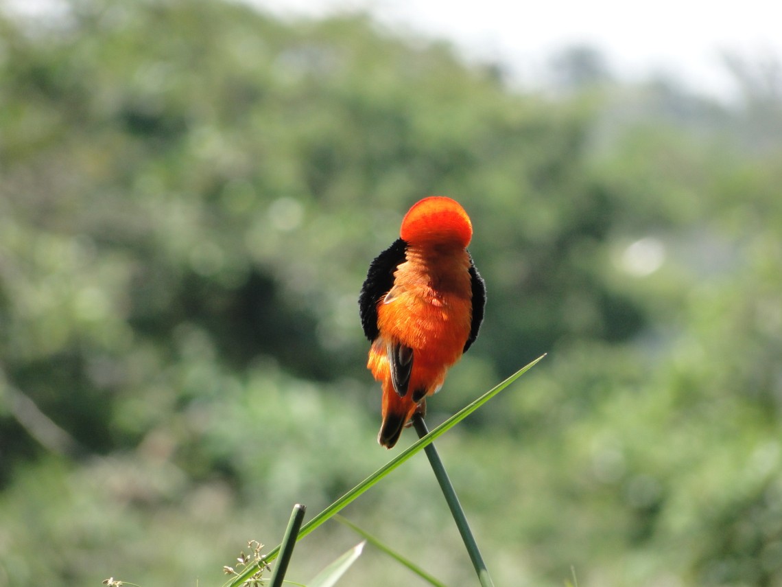 Grenadierwever in ZA