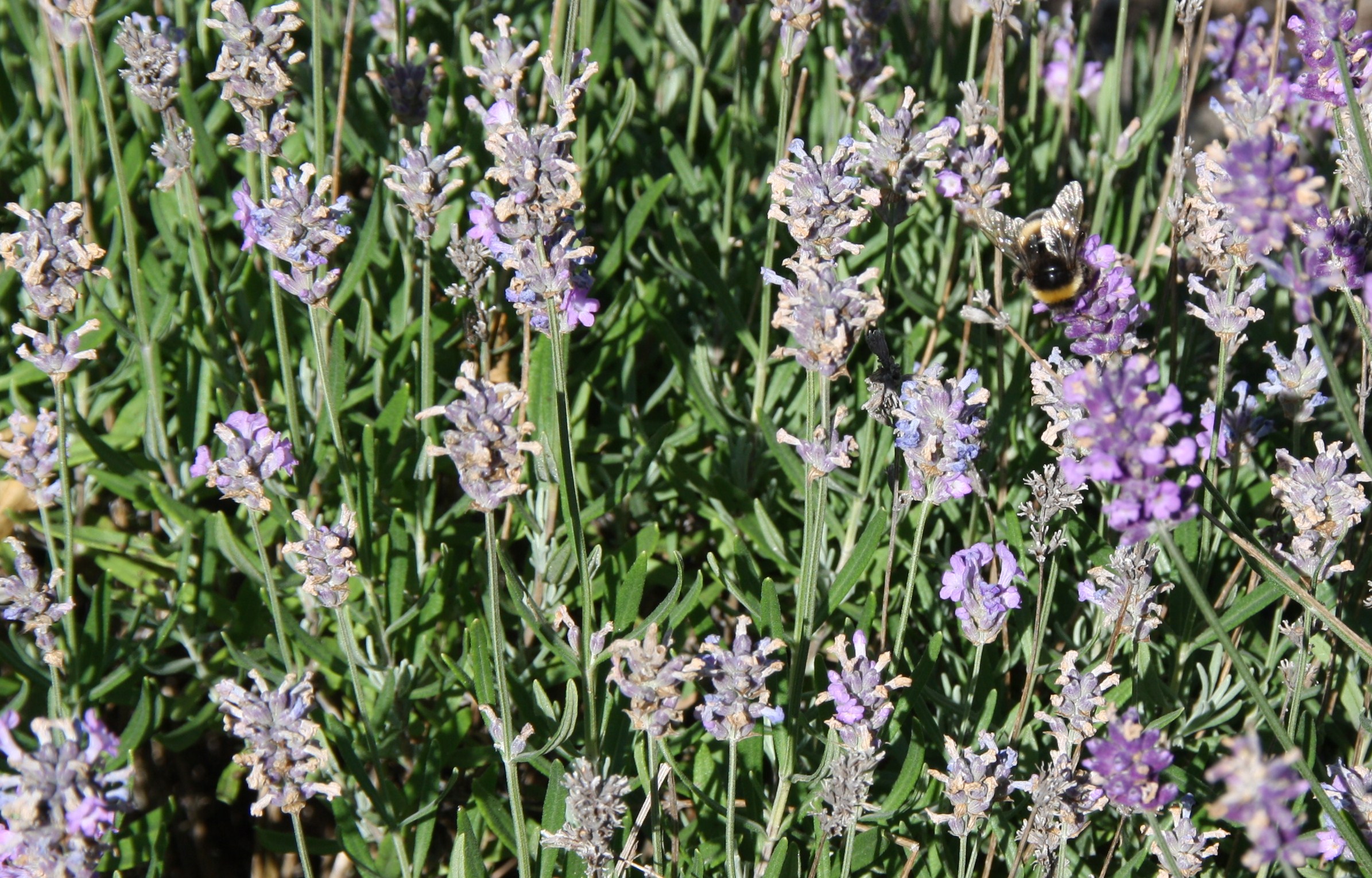 lavendel met bij