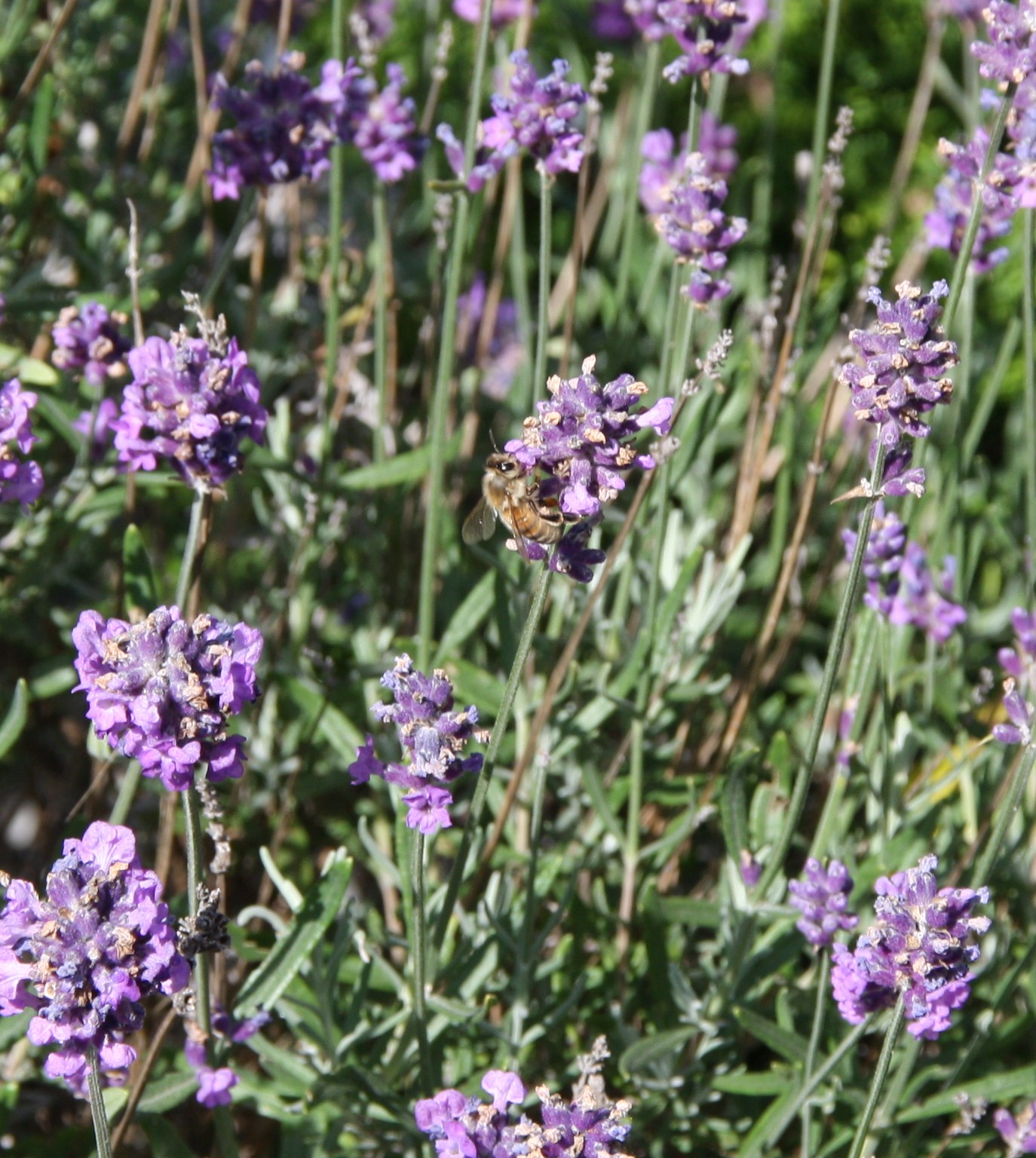 lavendel met wesp