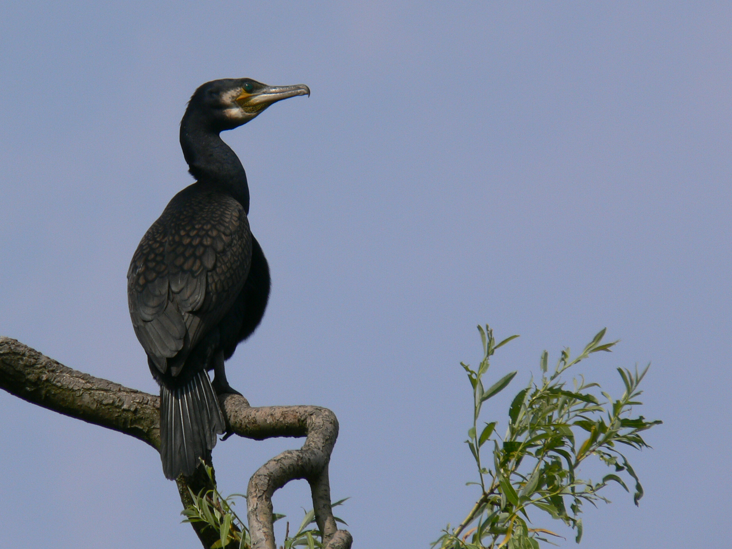 Zou zij nog komen.......???