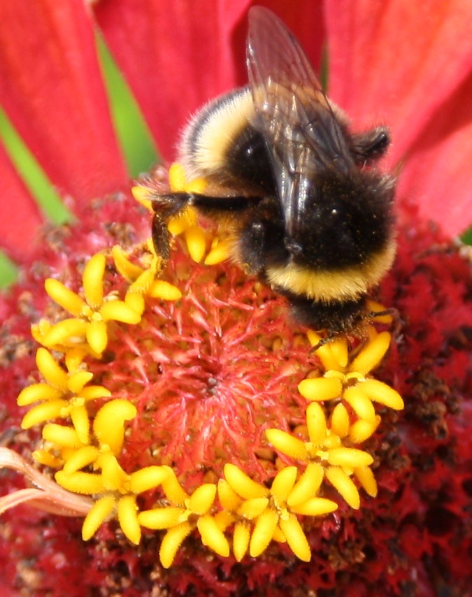 aardhommel op bloem