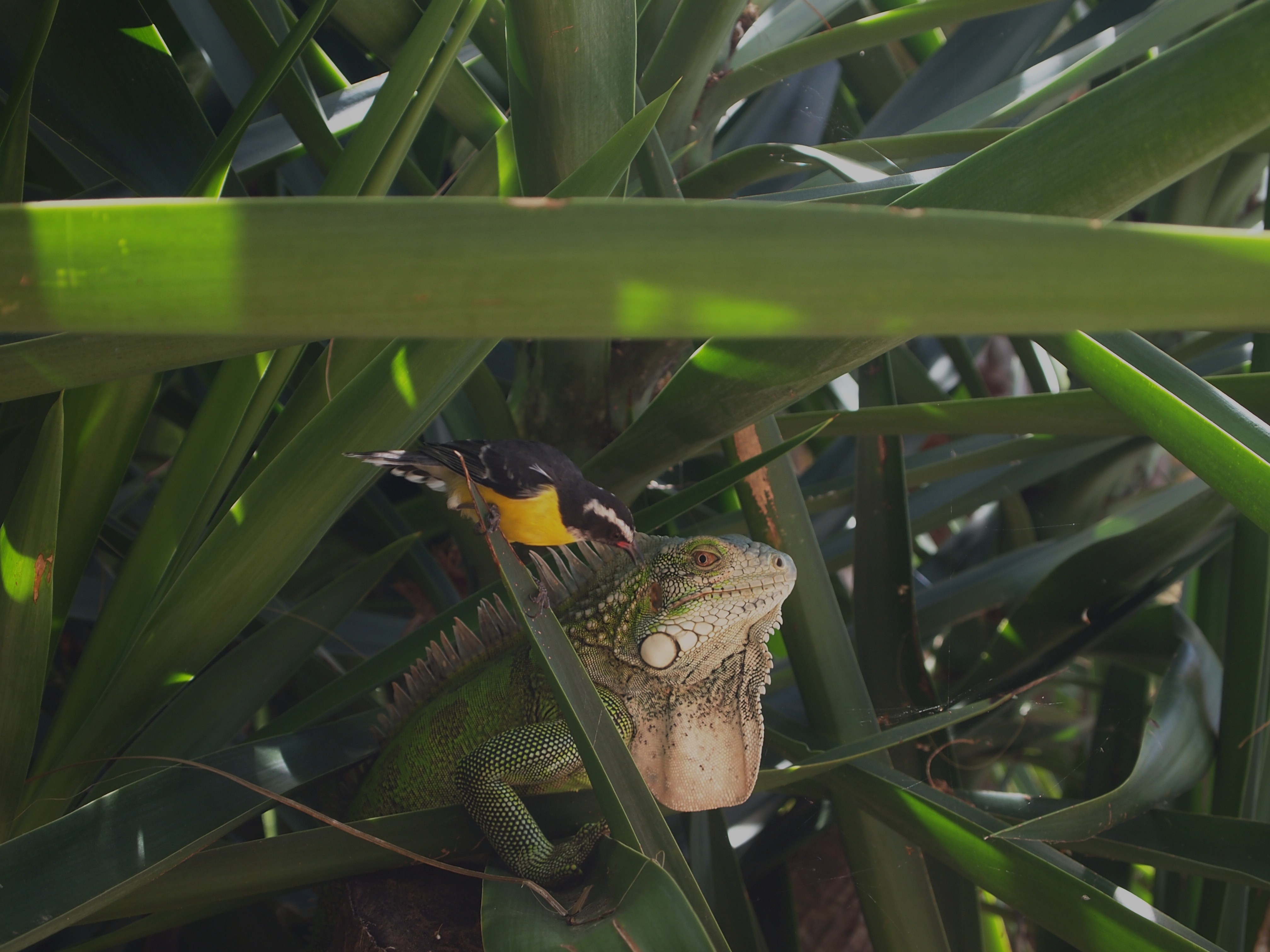 Leguaan met suikerdiefje