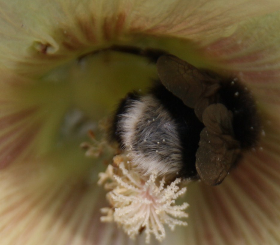 hommel in snoepdoos