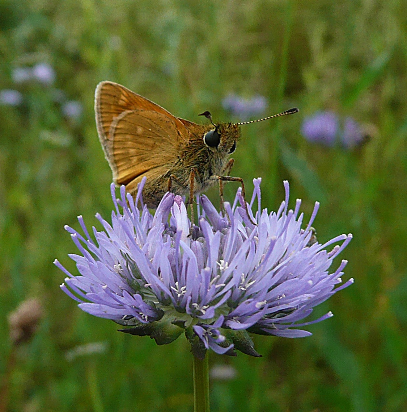 Korenbloem met geelsprietdikkopje