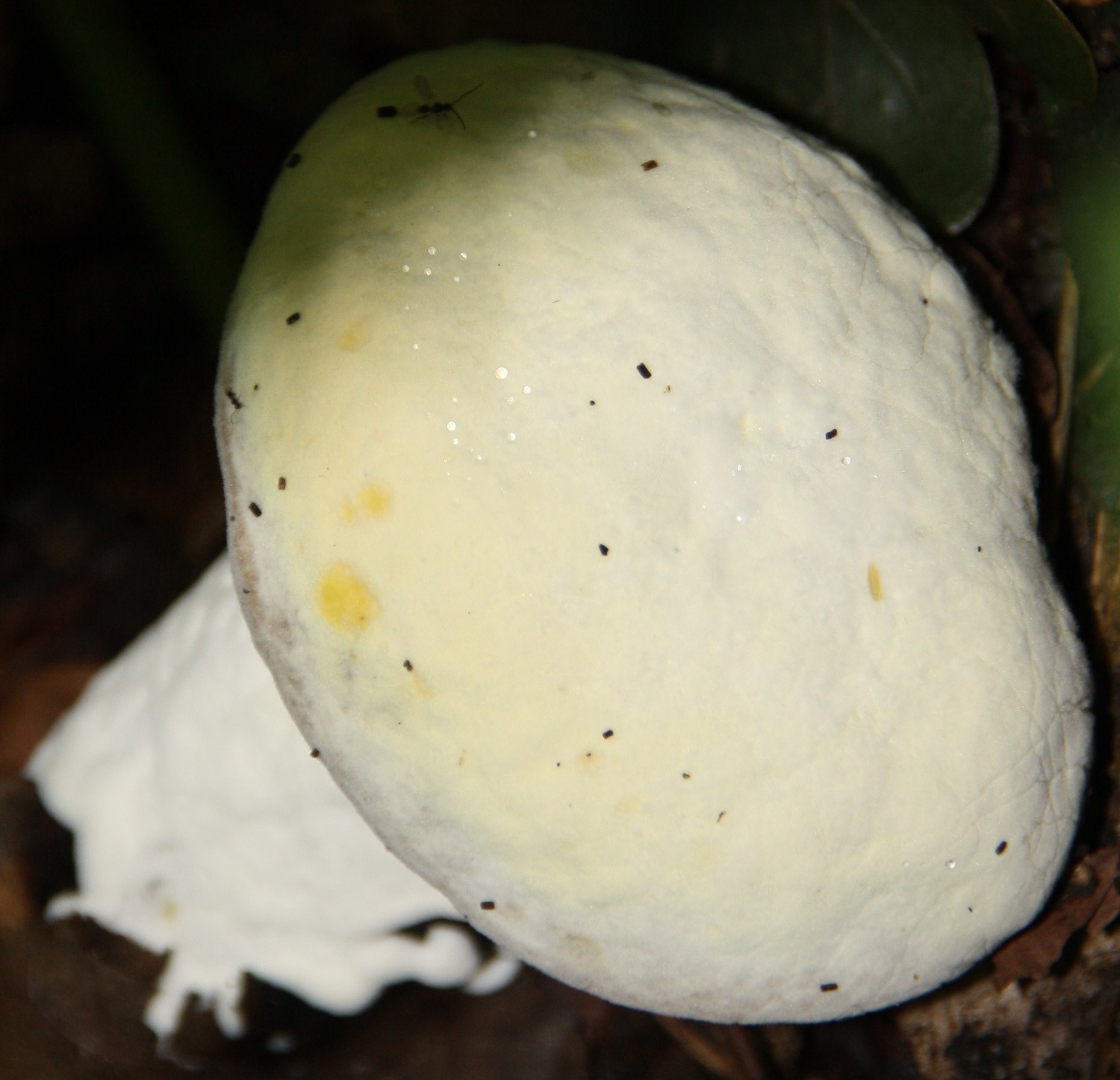 Paddestoel