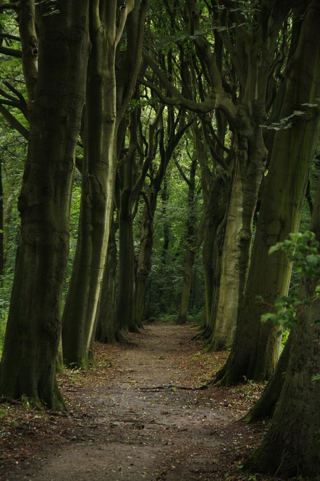 Meer en bos