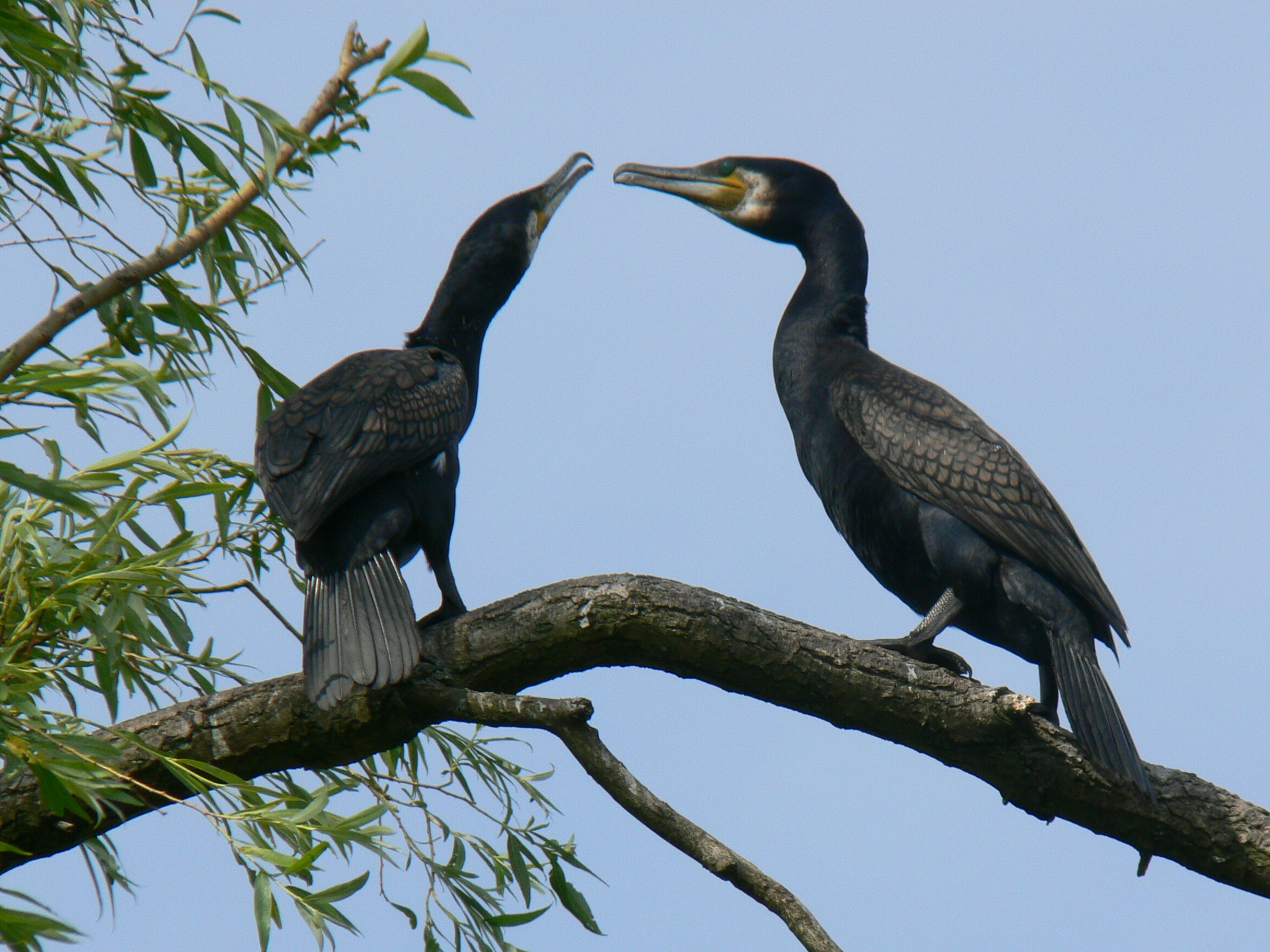 Ja, verrek  daar heb je haar!!!