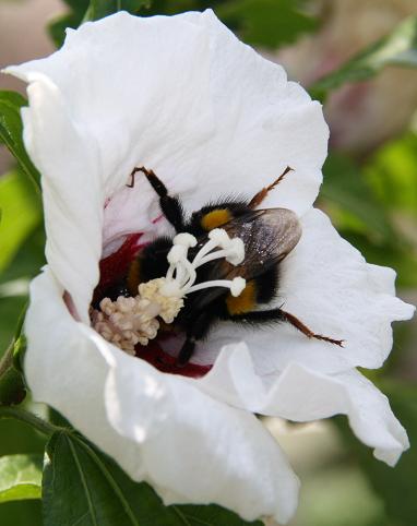 hommel op bloem